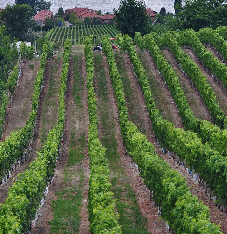 vineyard